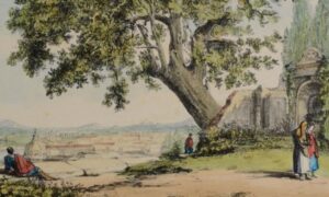 L'albero del poeta. La Quercia del Tasso al Gianicolo